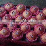 Fuji Apple for India Market