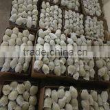 Fresh Shandong Pear thumbnail-2