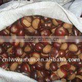 2011 new crop dandong chestnut materials