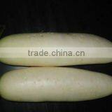 White Fresh Radish/ White Turnip thumbnail-1