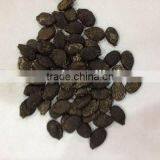 Hybrid Seeds F1 Seed Luffa Vegetable Seeds