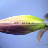 Home Garden Creepers Decoration 110cm Height Artificial Purple 2 Flowers 2 Bud Lily Making EBHH04 2211 thumbnail-3