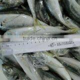 New Caught Fresh Whole Round Frozen Horse Mackerel With Competitive Price thumbnail-1