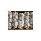 Fresh Garlic thumbnail-1