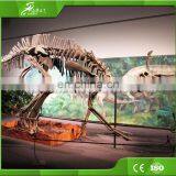 KAWAH Large Dinosaur Skeleton Fossil for Sale thumbnail-3