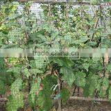 Farm Field Anti-bird Net thumbnail-1