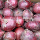 New Red Onion With Best Price thumbnail-2
