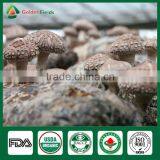 Shiitake Mushroom Spawn/Dried Shiitake Mushroom /Shiitake Seeds thumbnail-2