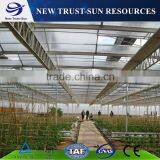 The High Quality Multi-span PC Sheet Tomato Greenhouse thumbnail-4