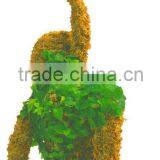 Monkey Moss Topiary thumbnail-1