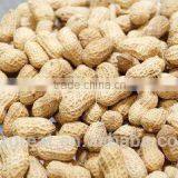 Supplying Raw Bulk Peanut in Shell With Different Specification for Sales