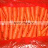 Chinese Carrot thumbnail-1