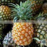 Supply Bulk Extremely Sweet Pineapples