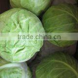 Wholesale Cabbage 2012