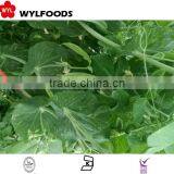 IQF China Wholesales Price for Frozen Pea Pods thumbnail-5