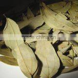 BAY LEAVES / LAUREL thumbnail-1