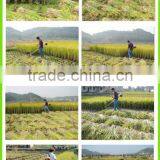 Backpack Mini Rice Cutter Sugarcane Harvester Price Small Paddy Harvest Machine for Sale HLBG520 - A thumbnail-3