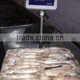 Frozen Whole Round Squid Todarodes Pacificus thumbnail-6