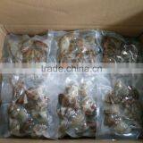 VACCUM CLAM WITH SHELL IN PLAIN BAG IN ANY WEIGHT thumbnail-2