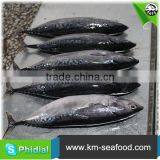 Carton or Woven Bag Packed Without Faure Marin Iced Bonito thumbnail-5