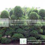 Carmona Microphylla Nursery Big Size thumbnail-1