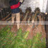 Phoenix Roebelenii thumbnail-6