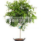 Lemon tree - Citrus limon