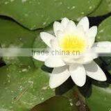 Nilofer Dry Extract thumbnail-2