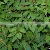 Paederia Foetida thumbnail-2