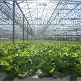 Modern Venlo Type Intelligent Greenhouse Covering PC Sheet thumbnail-3