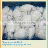 Frozen Cuttlefish Whole Cleaned