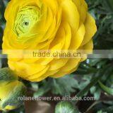 2016 First Class Yellow Flower Peony for Wholesale thumbnail-3