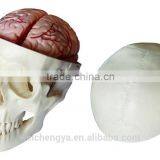 Skull Model With 8 Parts Brain