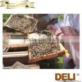 Reasonable Price Organic Thyme Honey thumbnail-5