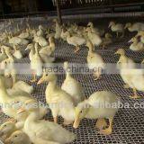 New Style Poultry Plastic Duck Slat Floor thumbnail-1