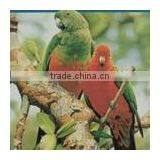 Matte Self Adhesive PP 120 thumbnail-1