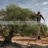 High Quality 100% Tunisian Table Olives,Purple Olives Broken With Rosemary, Purple Olives 370 ml Glass Jar thumbnail-4