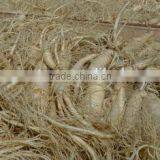 White Ginseng Root Powder thumbnail-3