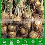 AON011 Huangyan Early Maturity Hybrid Onion Seeds Price thumbnail-1