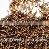2.8 cm Reptiles Pet Food Dried Mealworms;China Products Dried Mealworms thumbnail-1