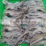 Frozen Tweed Bait Squid Heads thumbnail-4