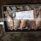 Frozen Whole Round Tilapia thumbnail-4