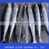 Frozen Spanish Mackerel for Sale