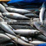 Pacific Mackerel Low Price for Canning thumbnail-3