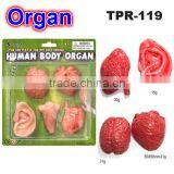Promotional TPR Human Organs for Party thumbnail-1
