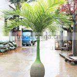 Artificial Mini Palm Trees and Palm Tree Landscaping thumbnail-2