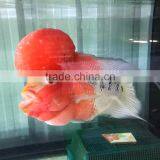 Aquarium Fish Farm and Export From Thailand thumbnail-2