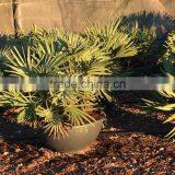 Trithrinax Campestris Palm Tree thumbnail-2