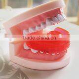 High Quality T4k Teeth Orthodontic Trainer Teeth Trainer T4A ,T4B, T4K, thumbnail-2