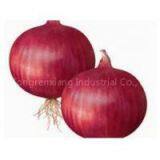 Fresh Onion thumbnail-1